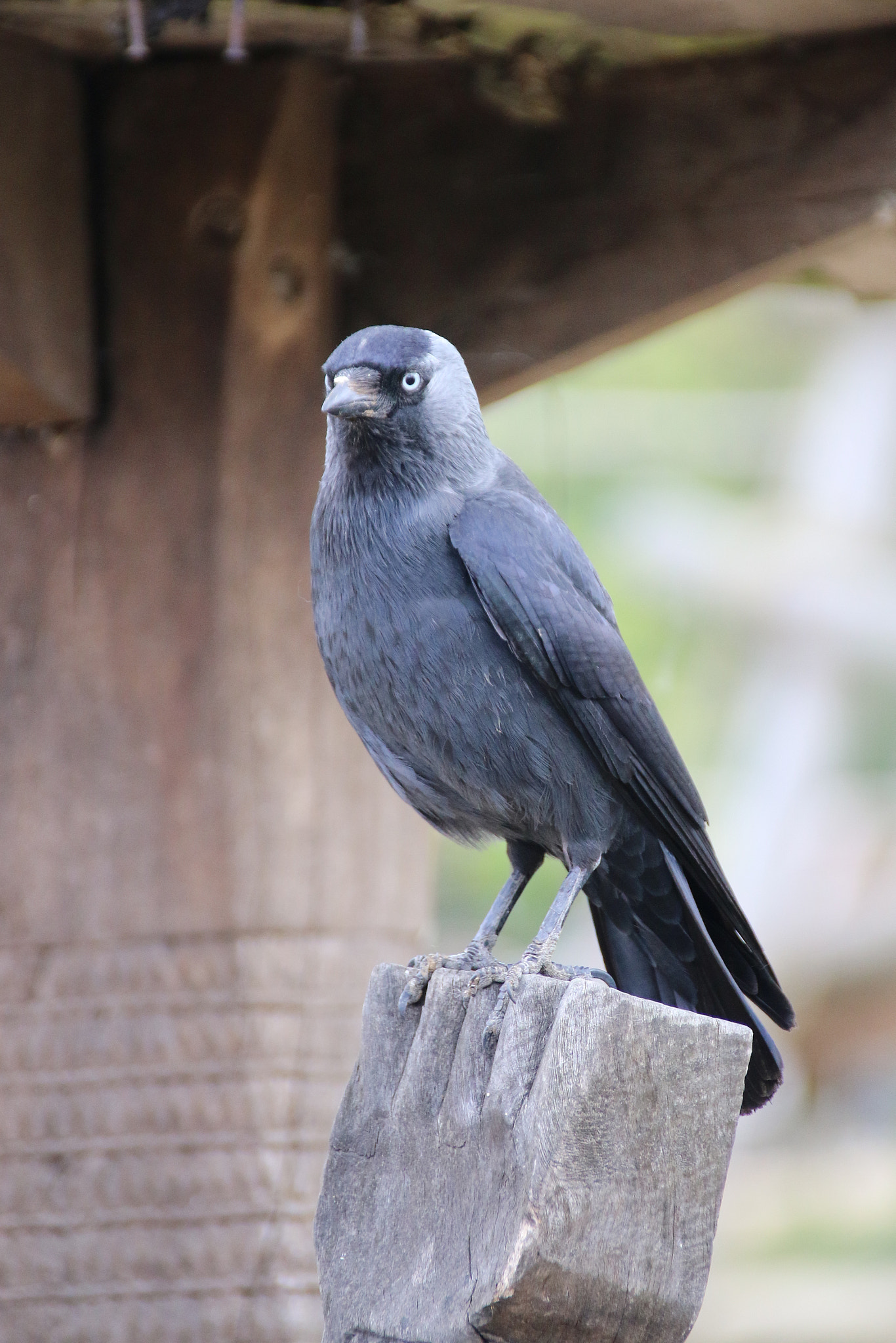 Canon EF 75-300mm F4.0-5.6 IS USM sample photo. Pairi daiza photography