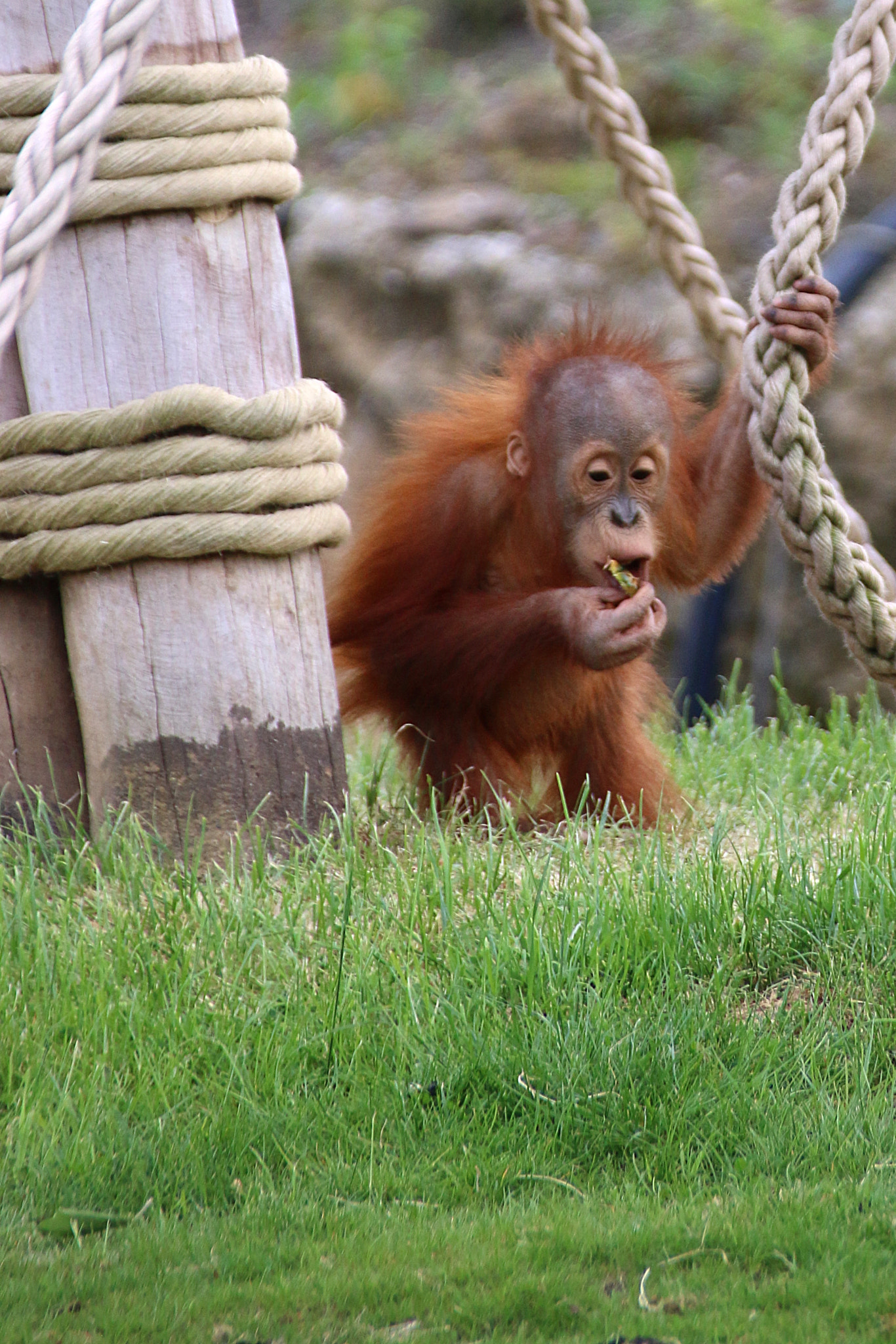 Canon EOS 70D + Canon EF 75-300mm F4.0-5.6 IS USM sample photo. Pairi daiza photography