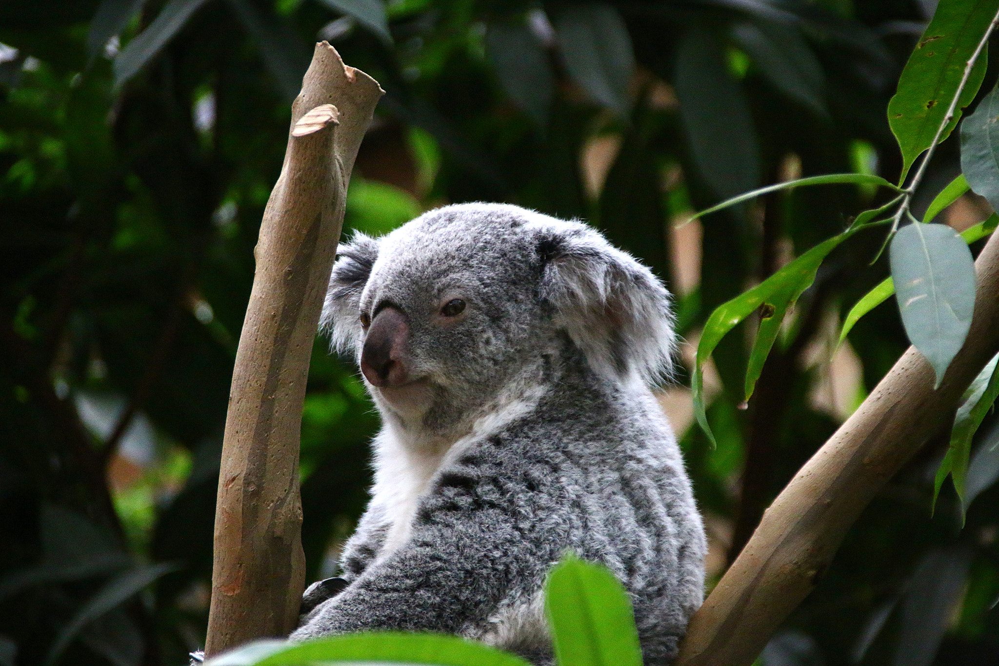 Canon EF 75-300mm F4.0-5.6 IS USM sample photo. Pairi daiza photography