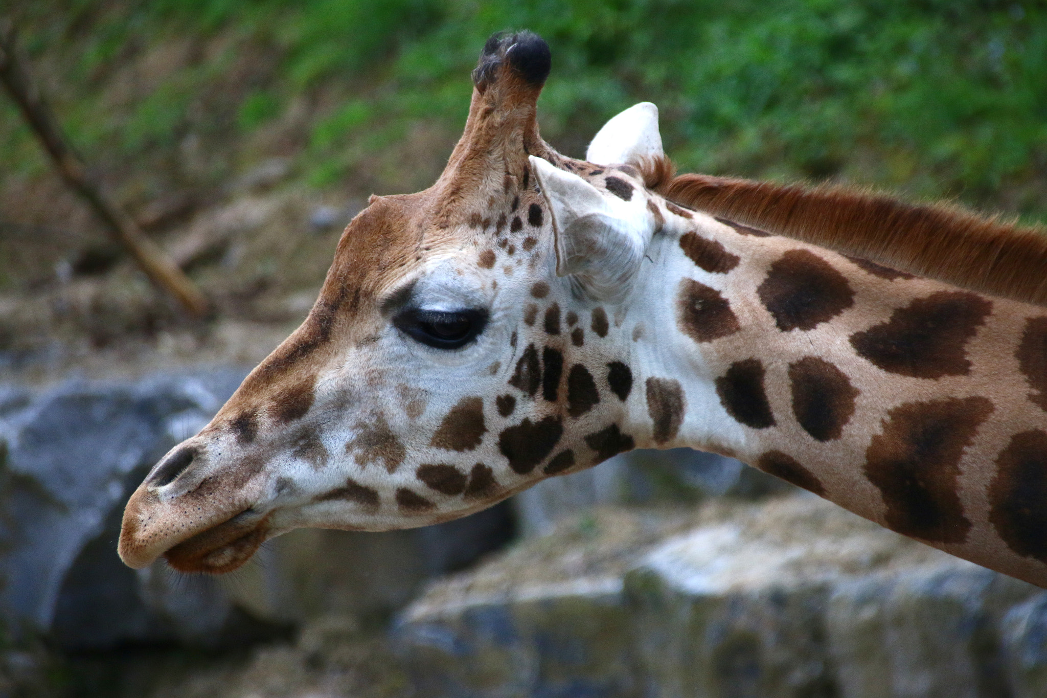 Canon EF 75-300mm F4.0-5.6 IS USM sample photo. Pairi daiza photography