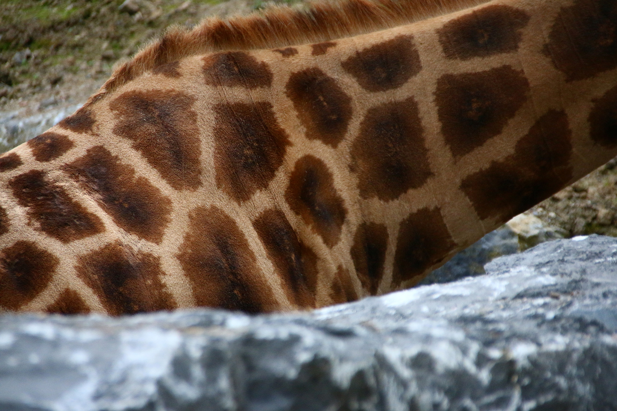 Canon EF 75-300mm F4.0-5.6 IS USM sample photo. Pairi daiza photography