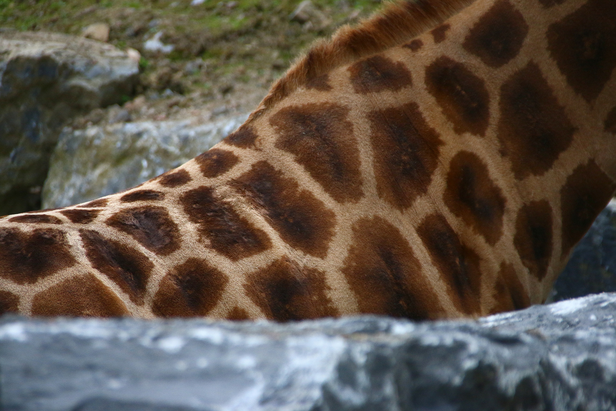 Canon EF 75-300mm F4.0-5.6 IS USM sample photo. Pairi daiza photography