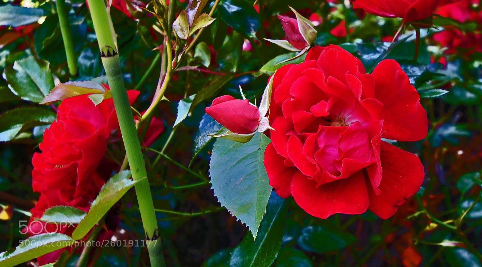 Sony a6000 sample photo. Red red roses with photography