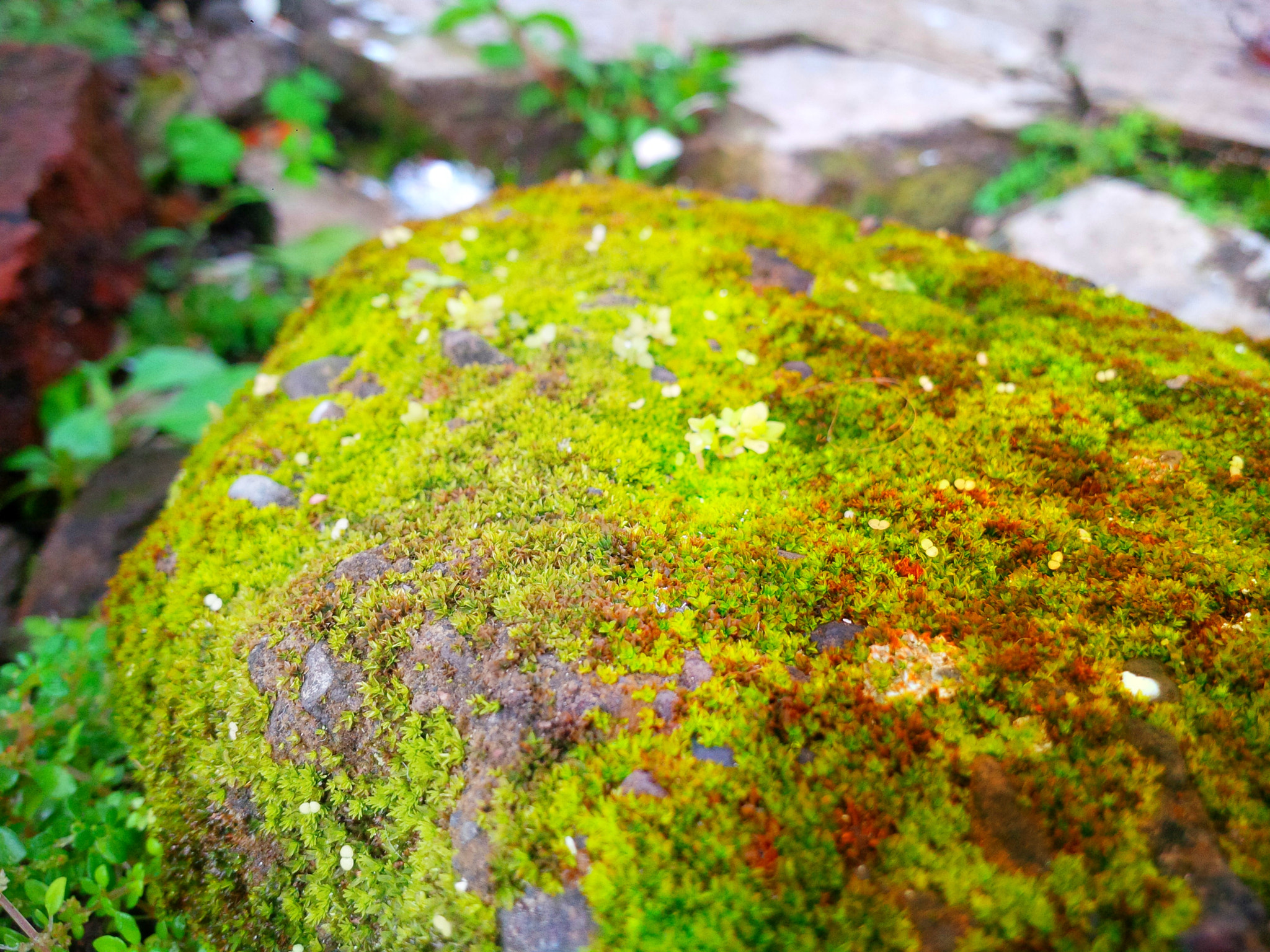 BlackBerry Z10 sample photo