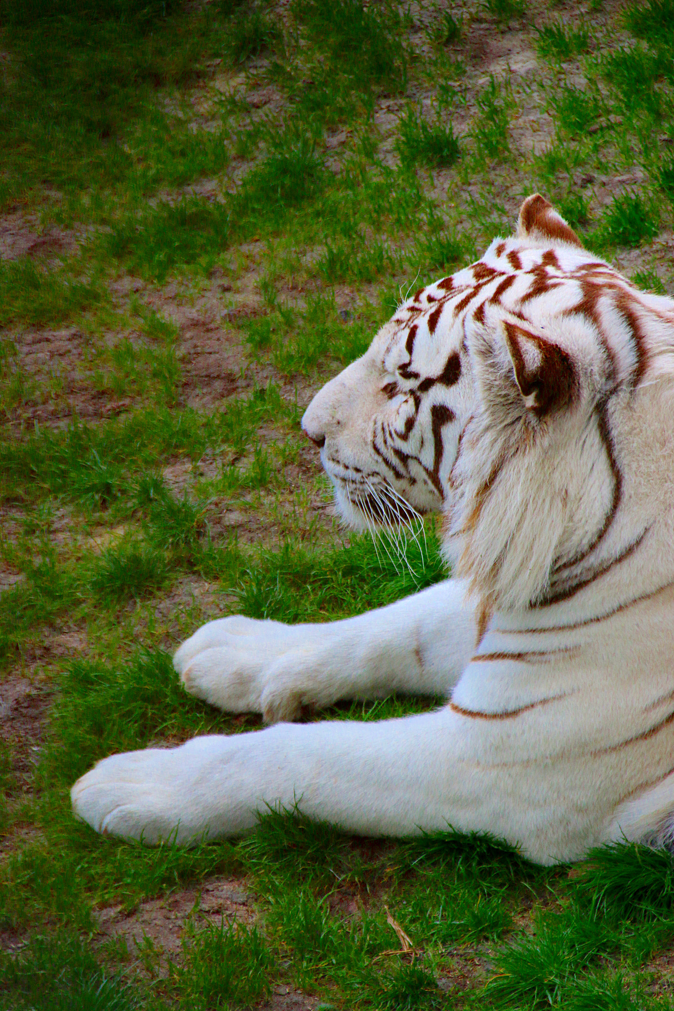 Canon EF 75-300mm F4.0-5.6 IS USM sample photo. Pairi daiza photography