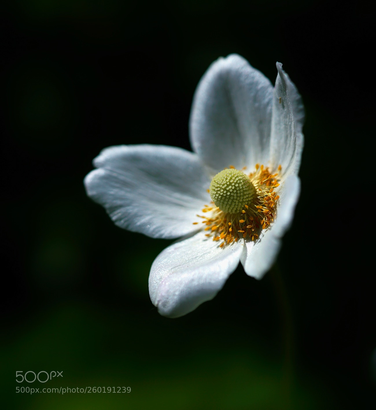 Sony a7R II sample photo. Anemone photography