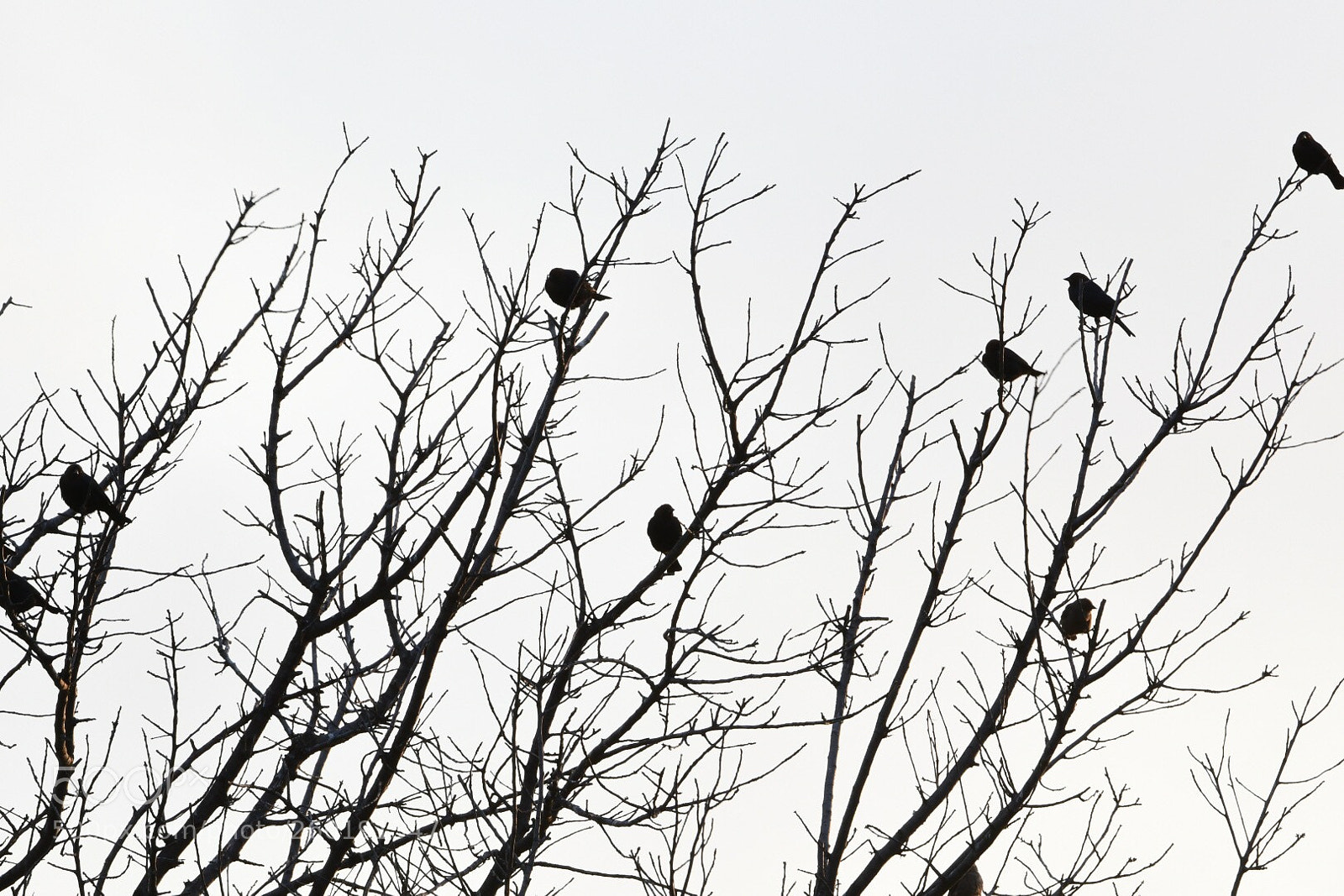 Nikon D500 sample photo. Untitled photography