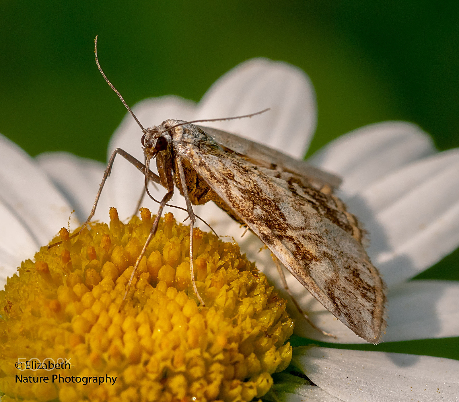 Nikon D500 sample photo. Brown china mark at oxeye daisy photography