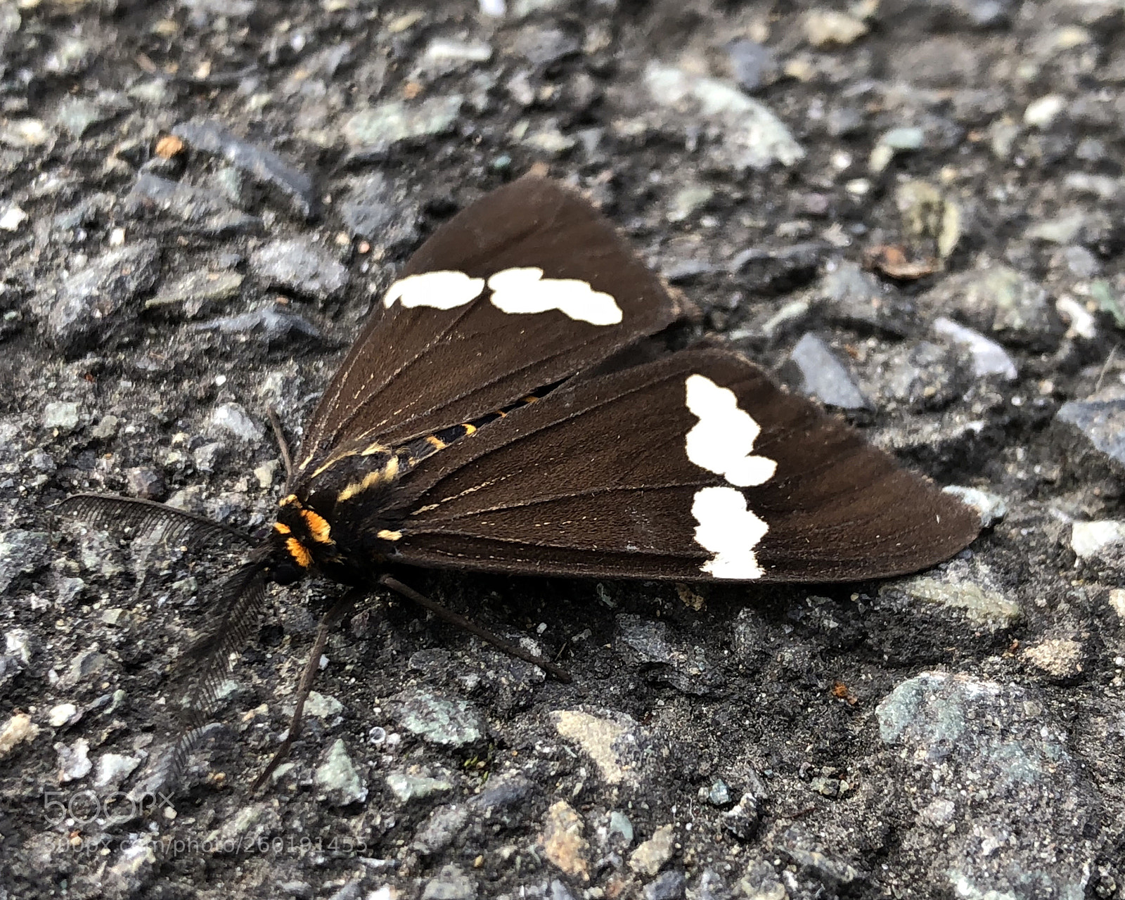 Apple iPhone 8 Plus sample photo. Untitled photography