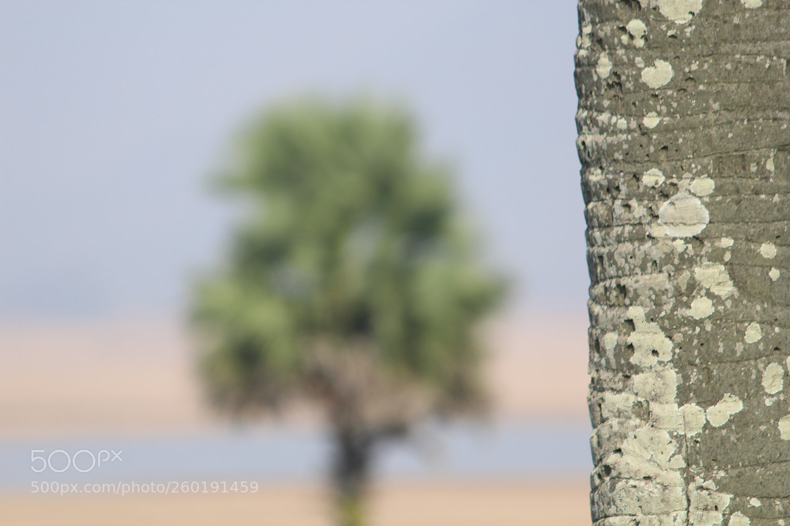 Canon EF-S 55-250mm F4-5.6 IS II sample photo. Img photography