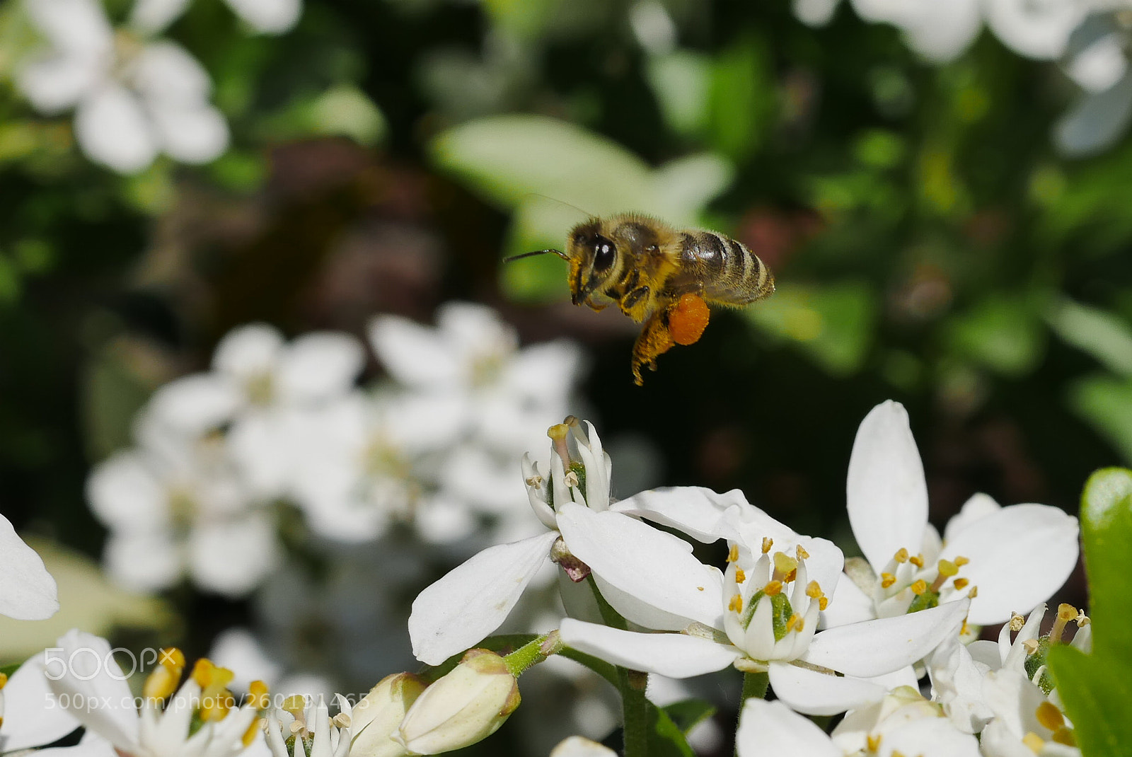 Panasonic DMC-G70 sample photo. Biene photography