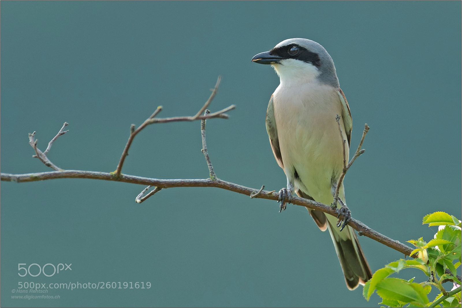 Nikon D5 sample photo. Red-backed shrike photography