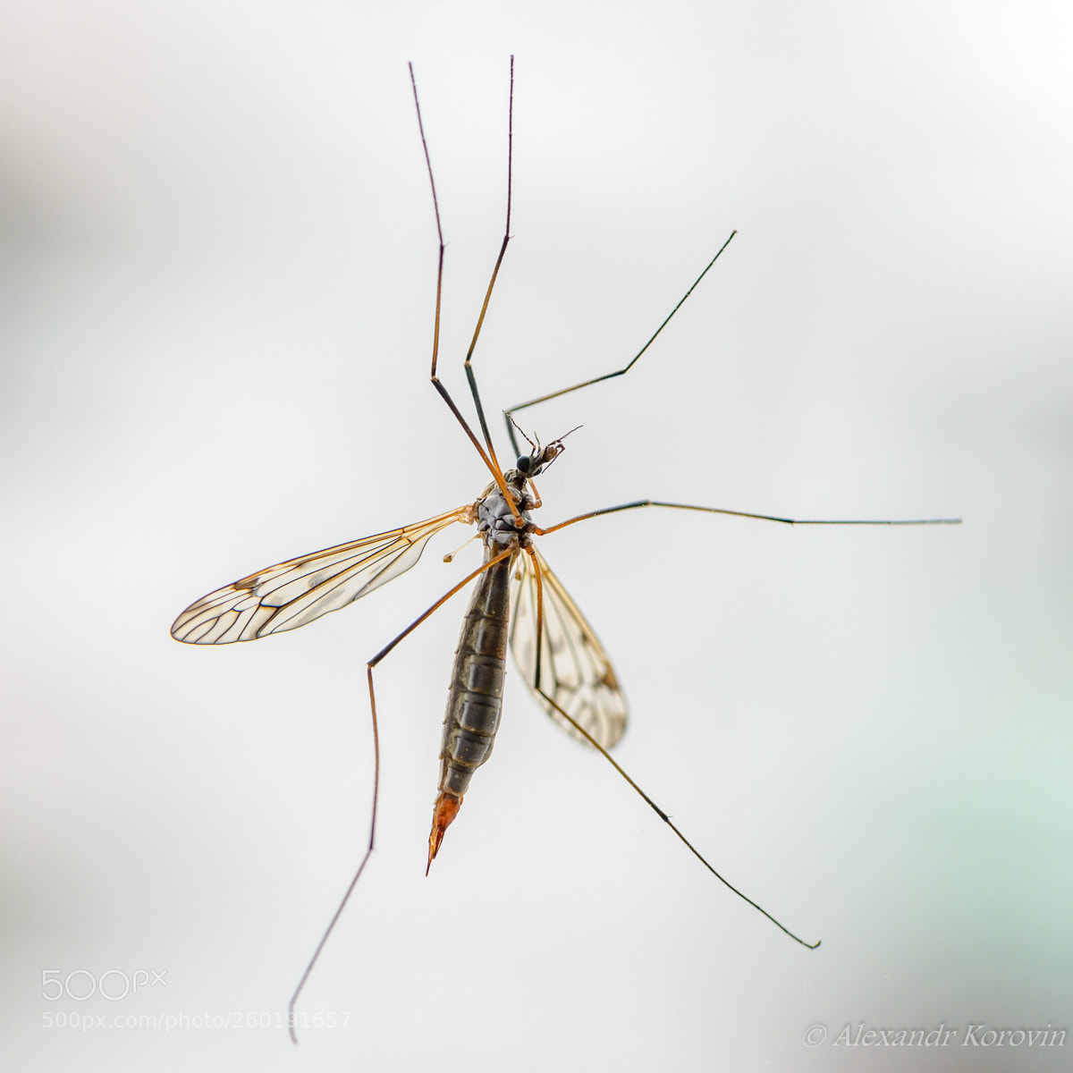 Nikon D610 sample photo. Through the glass photography