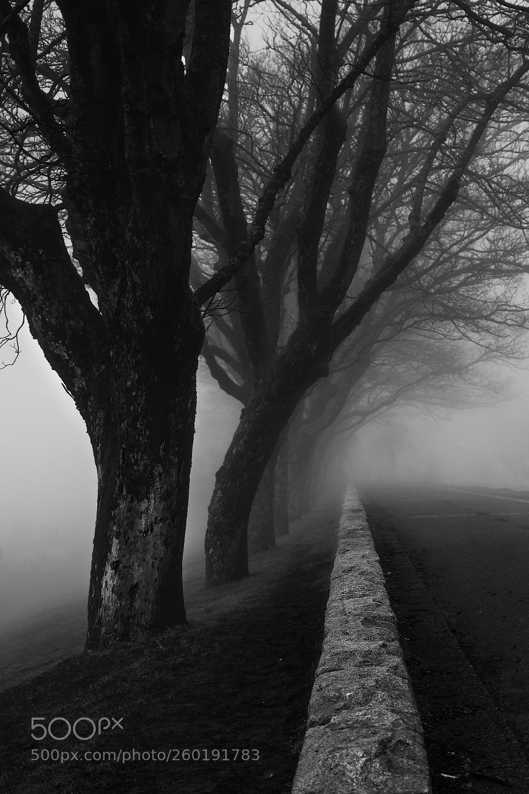 Nikon D7200 sample photo. Trees photography