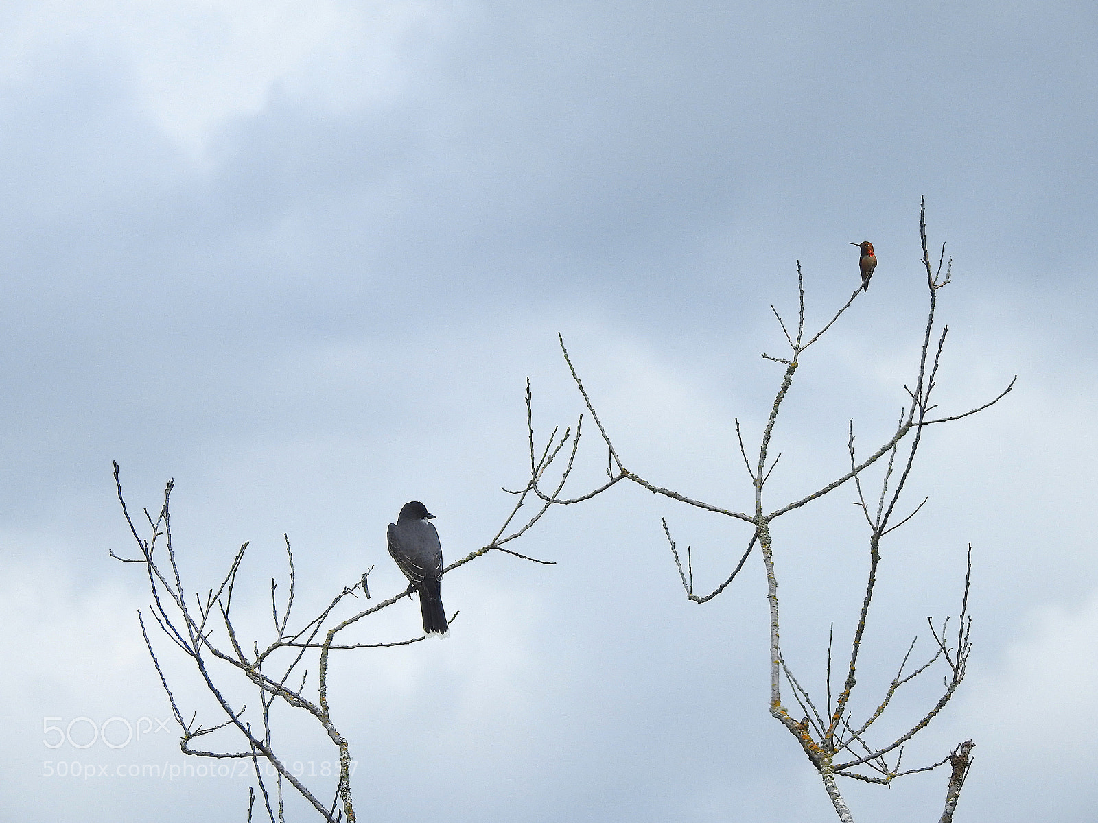 Nikon Coolpix P900 sample photo. Eastern kingbird rufous hummer photography