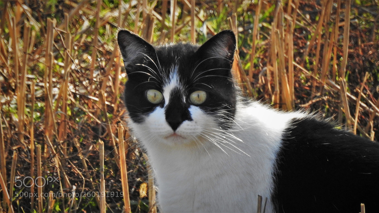 Nikon Coolpix P900 sample photo. () photography