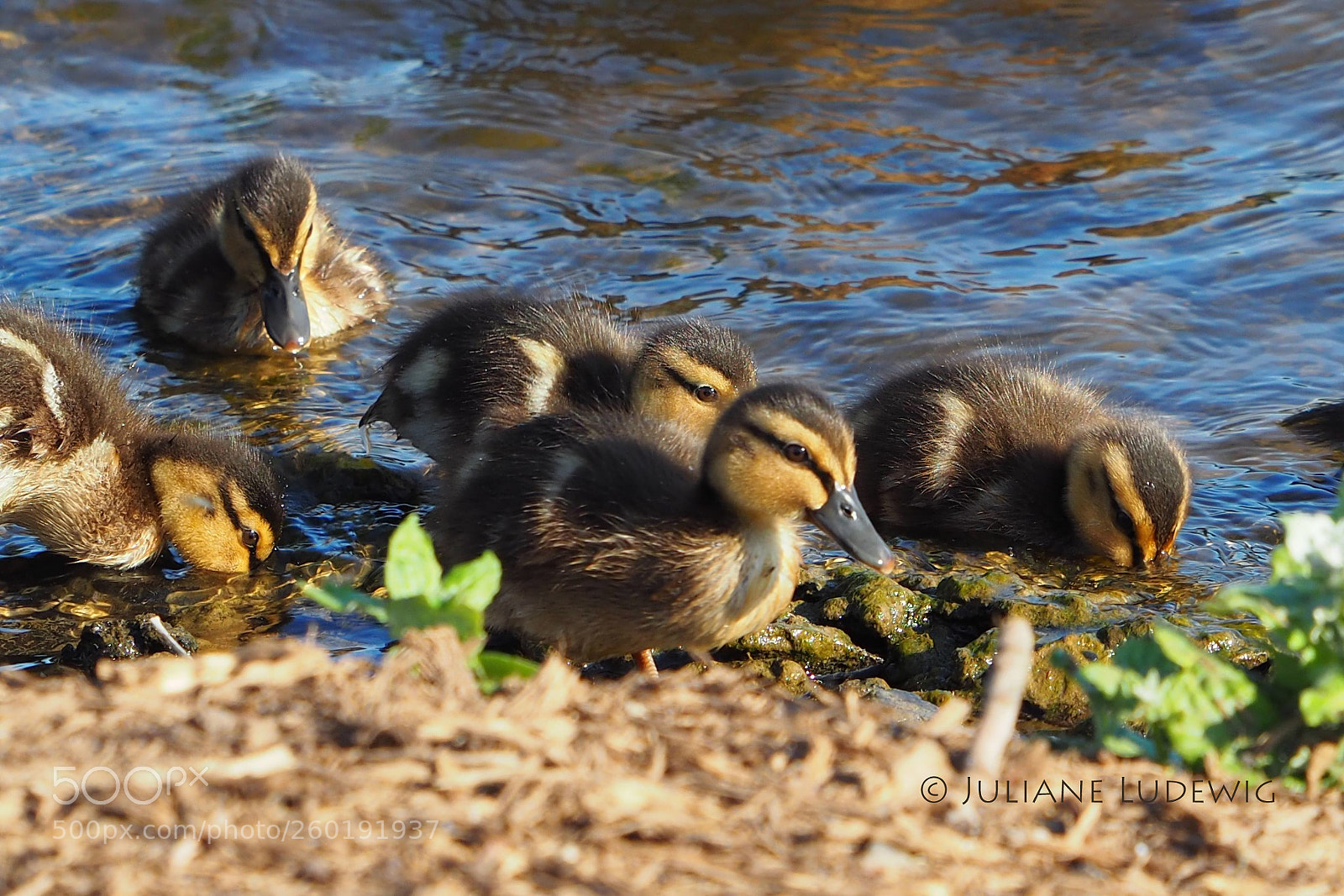 Olympus OM-D E-M10 II sample photo. Junge stockenten photography