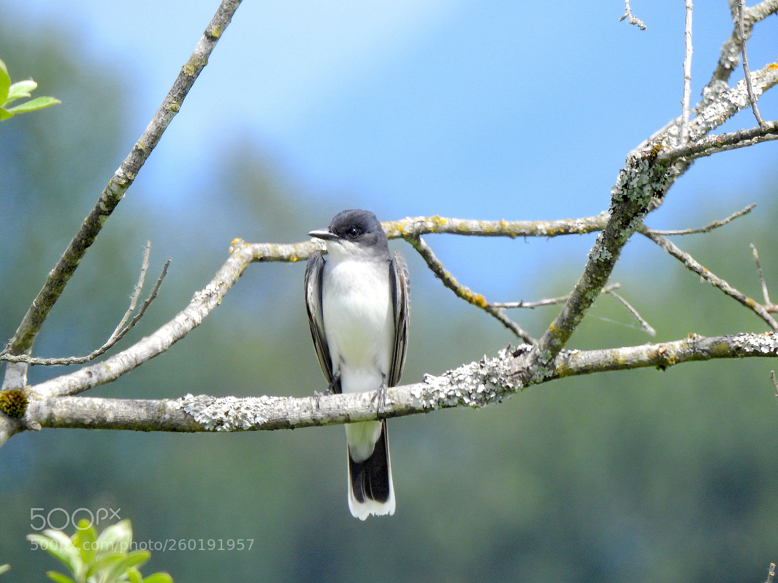 Nikon Coolpix P900 sample photo. Eastern kingbird photography