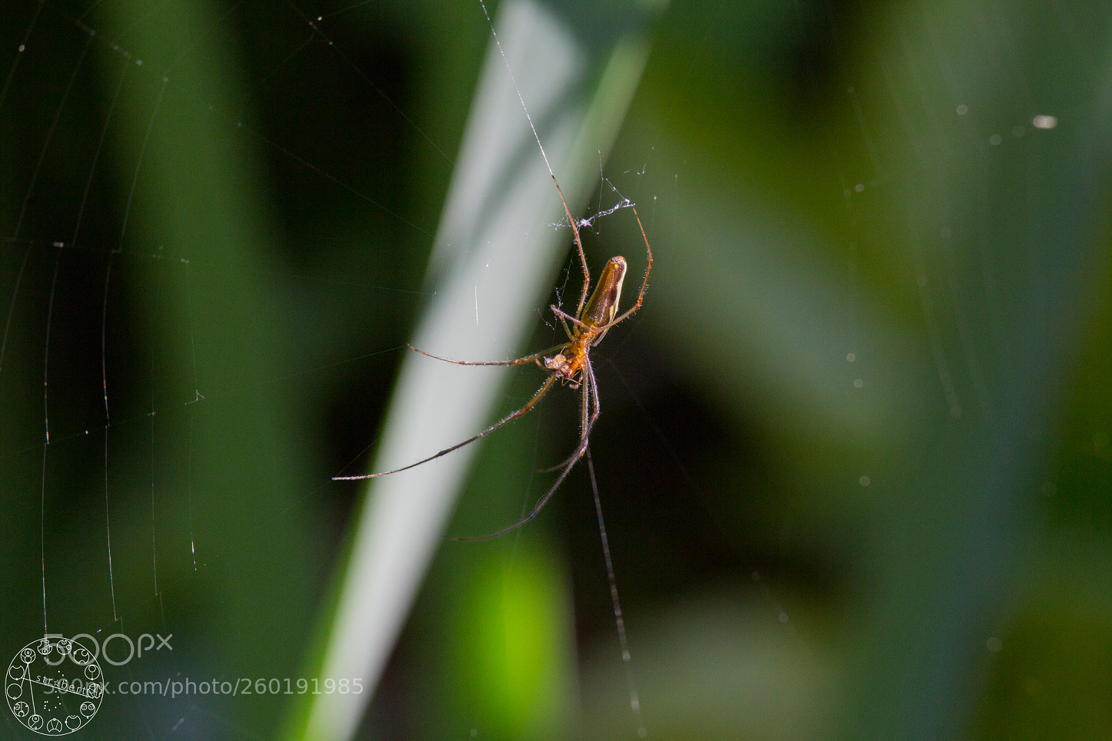 Canon EOS 6D sample photo. Itsy bitsy photography