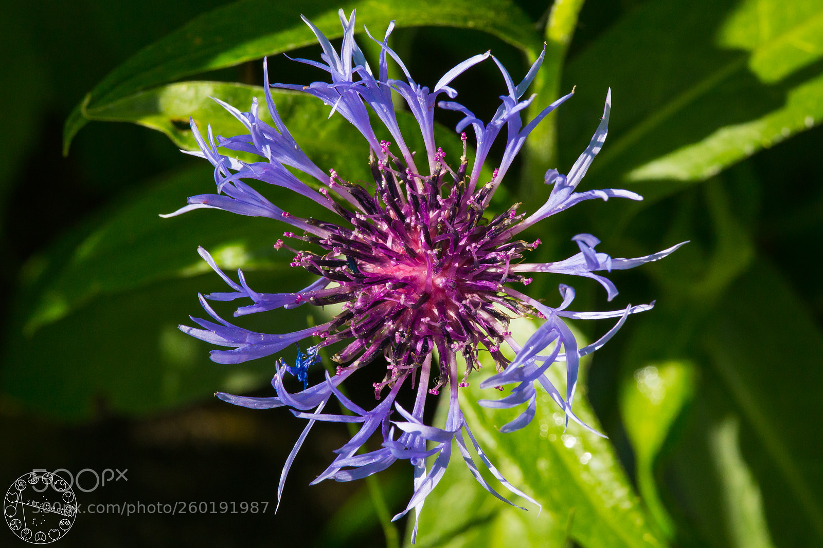Canon EOS 6D sample photo. Knapweed photography