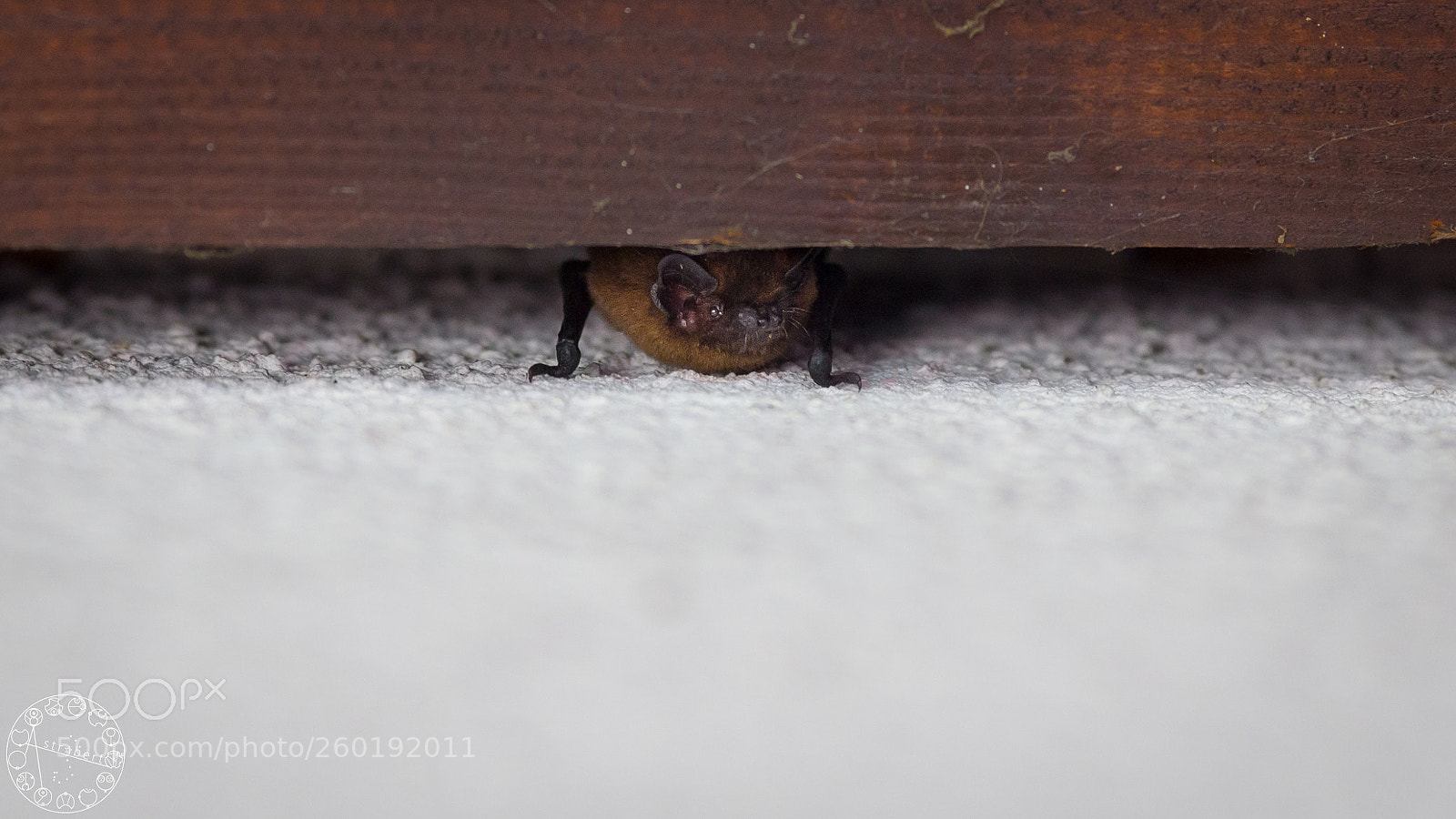 Canon EOS 6D sample photo. Leisler's bat photography