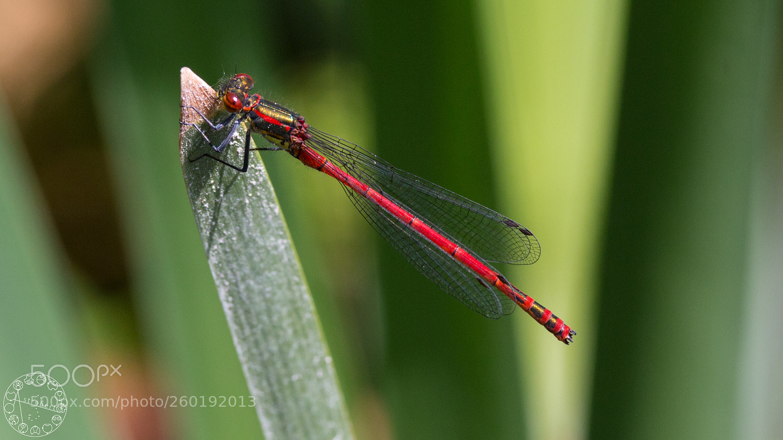 Canon EOS 6D sample photo. Red damselfly photography