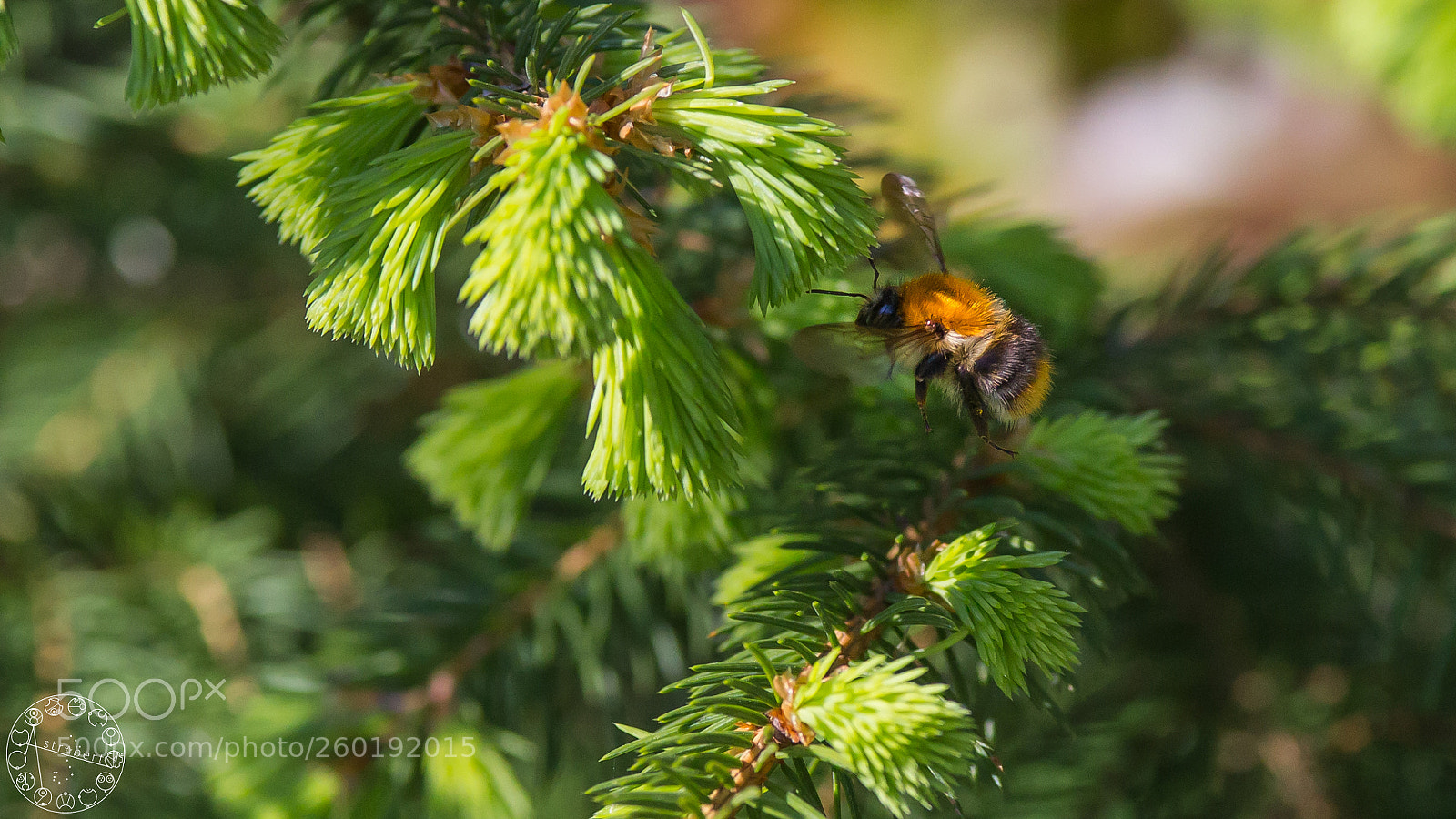 Canon EOS 6D sample photo. Carder bee photography
