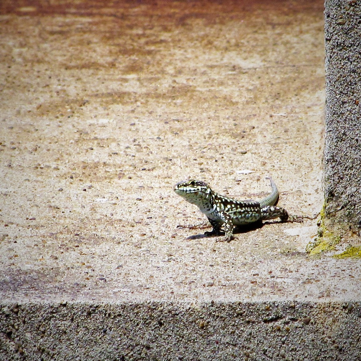 Canon PowerShot SX150 IS sample photo. Img ee photography