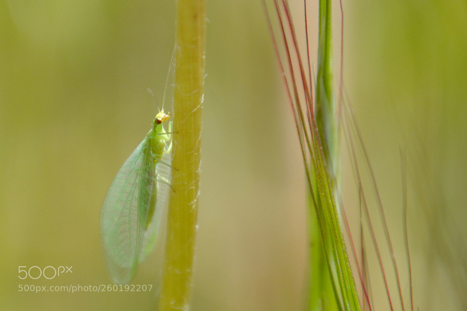 Nikon D5200 sample photo. Crisopa photography