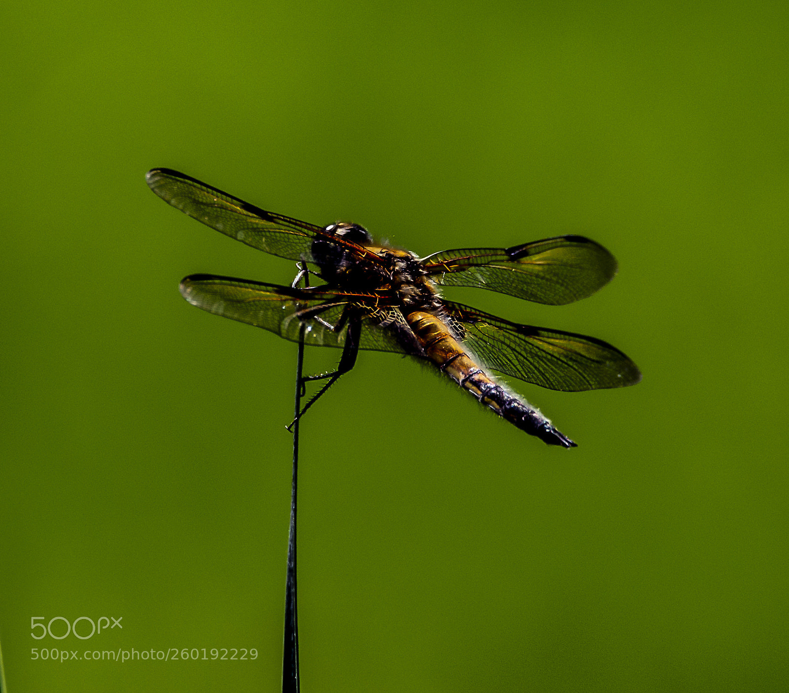 Nikon D4 sample photo. Dragonfly - two photography