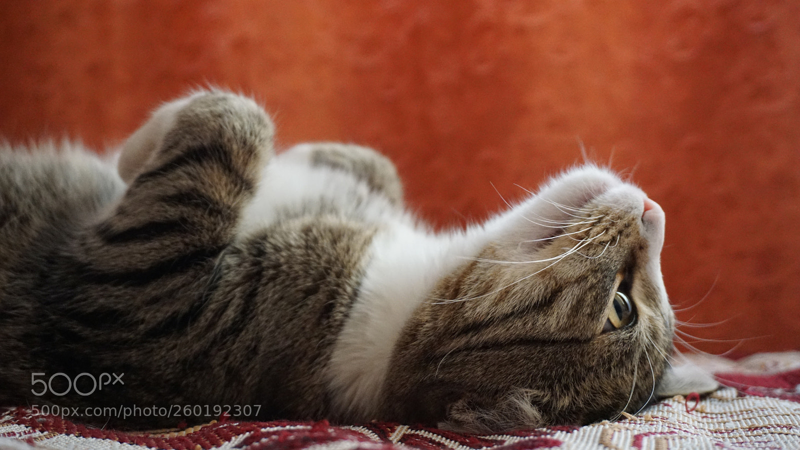 Sony E 16-50mm F3.5-5.6 PZ OSS sample photo. Untitled photography