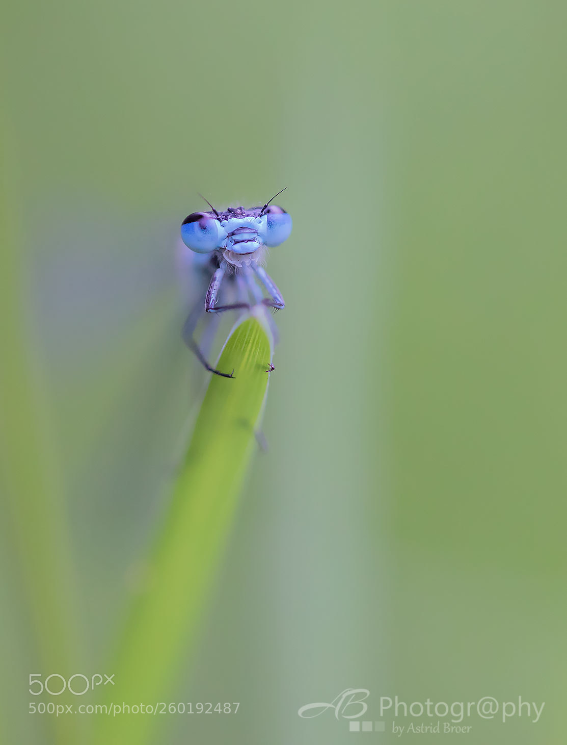 Canon EOS 5D Mark IV sample photo. Big brother is watching photography
