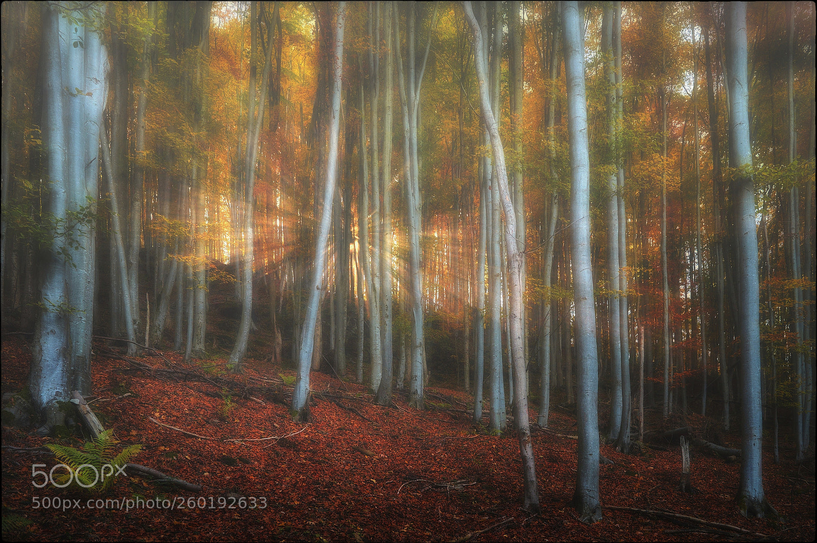 Fujifilm X-T1 sample photo. Sunrise in a beech photography