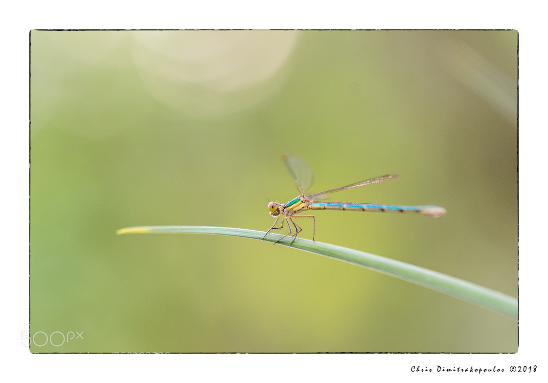 Nikon D7000 sample photo. The first of this photography