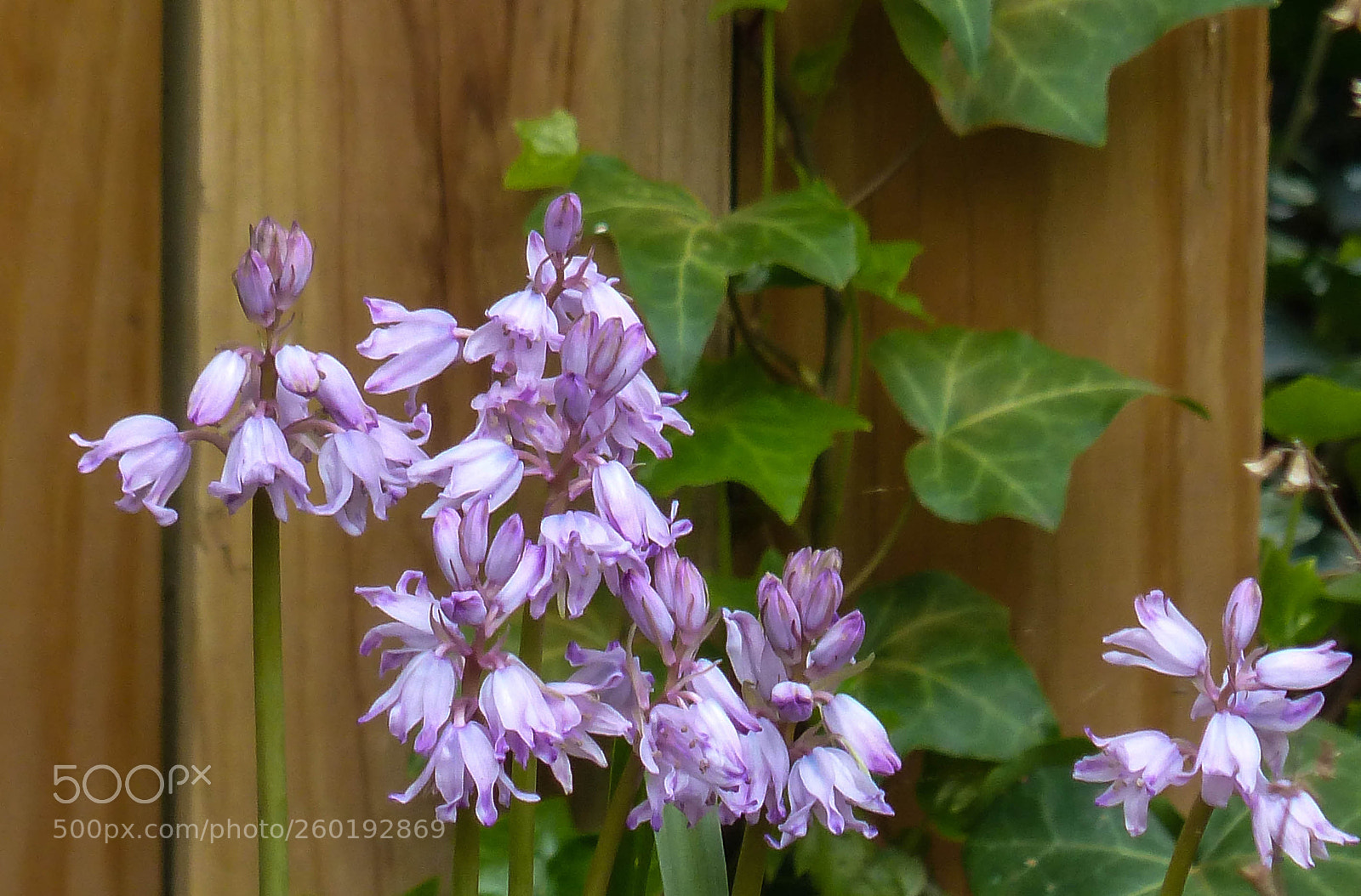 Panasonic Lumix DMC-FZ200 sample photo. Pink bells photography