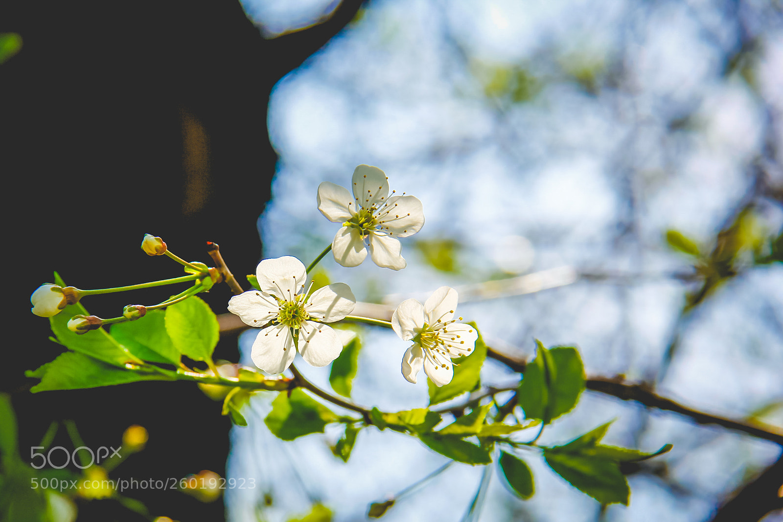 Canon EOS 60D sample photo. Moscow flower photography