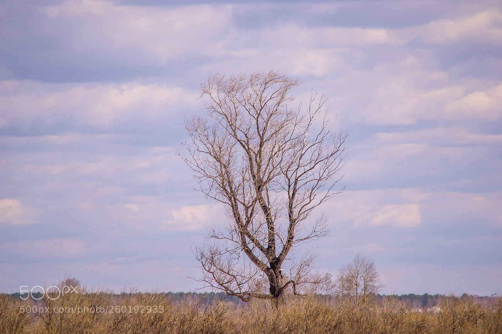 Nikon D3100 sample photo. Old wood photography
