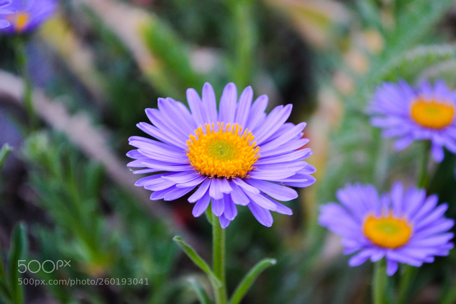 Nikon D3100 sample photo. Purple flower photography