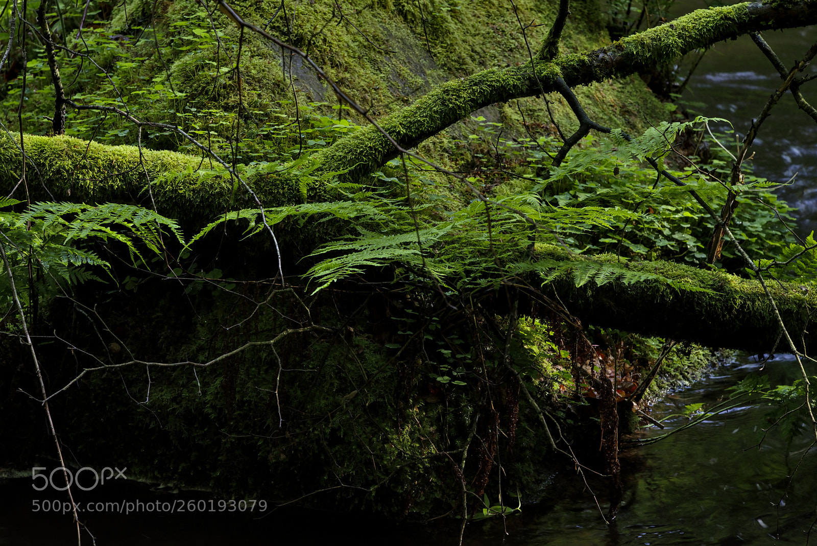 Nikon D750 sample photo. Creek41 photography