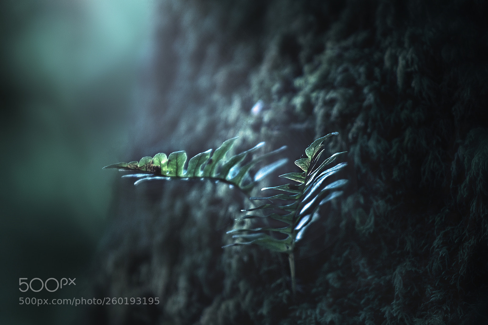 Sony ILCA-77M2 sample photo. The little foliage photography