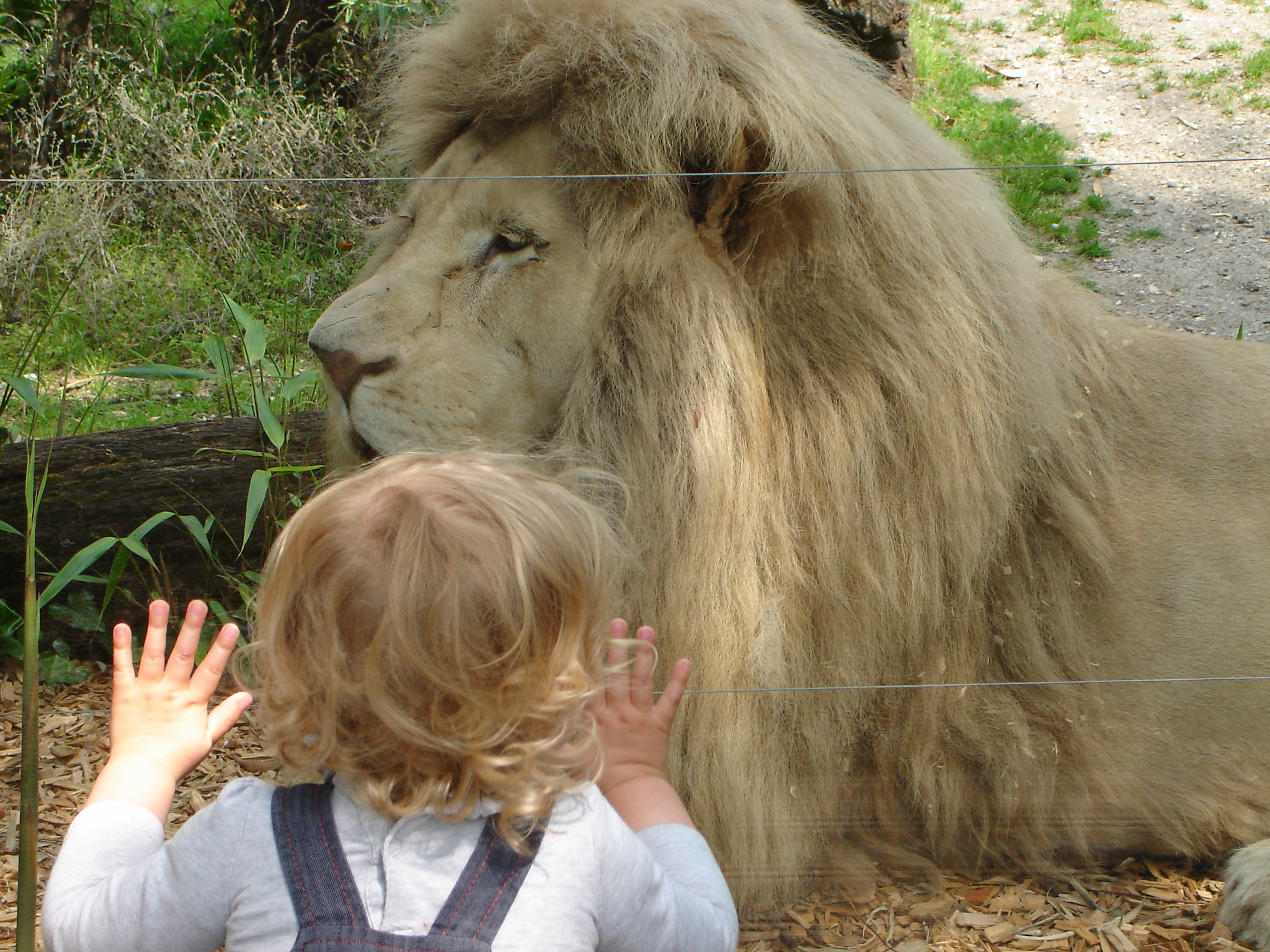 Sony DSC-L1 sample photo. 2 lions face to face photography