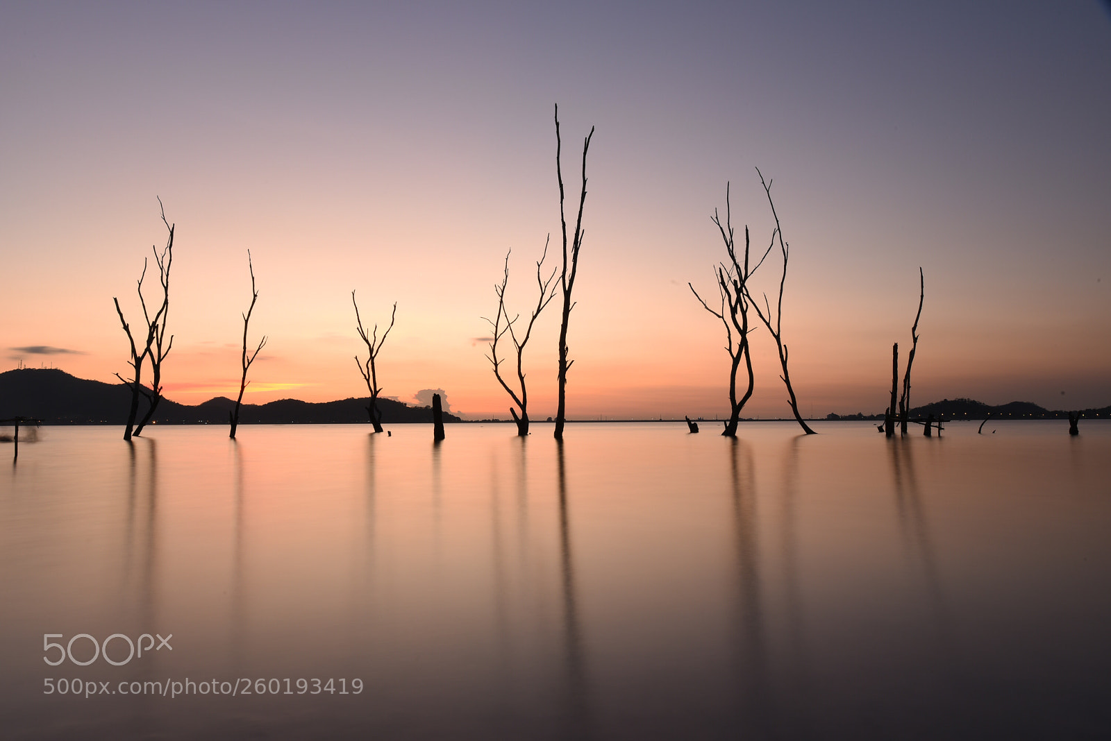 Nikon D750 sample photo. Twilight of dead trees photography