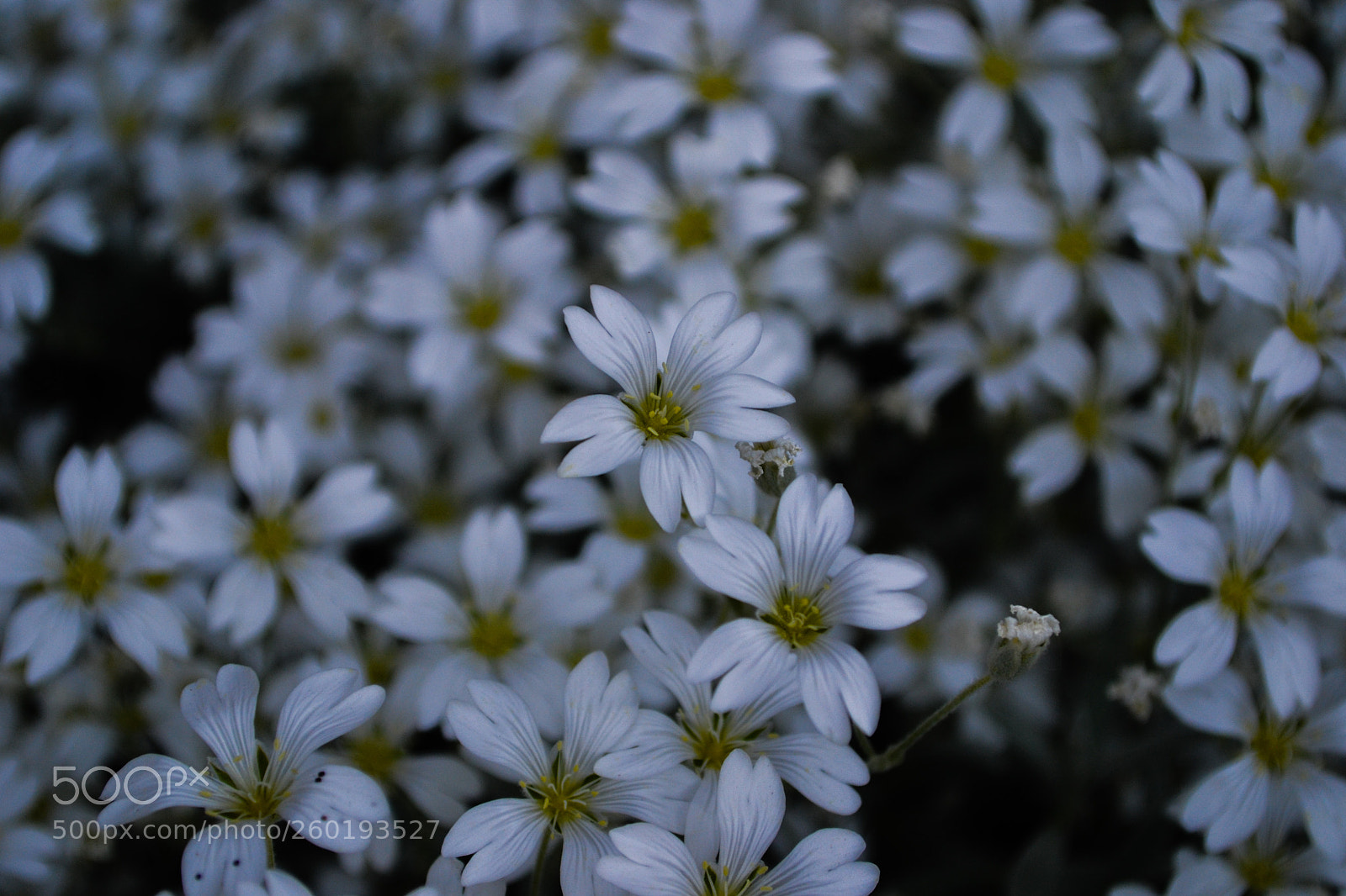 Nikon D3100 sample photo. White flowers photography