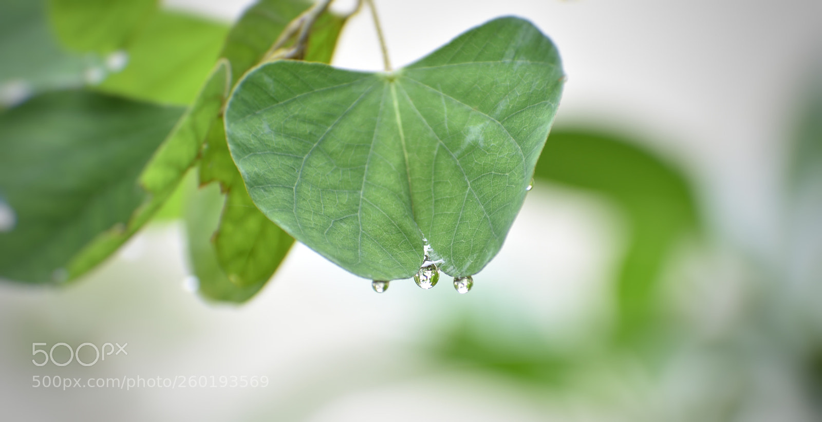 Nikon D3400 sample photo. Water drops after a photography