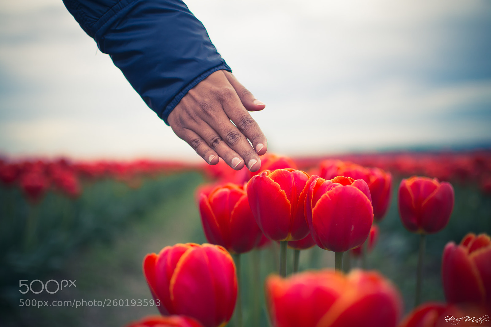 Nikon D7100 sample photo. Tulips photography