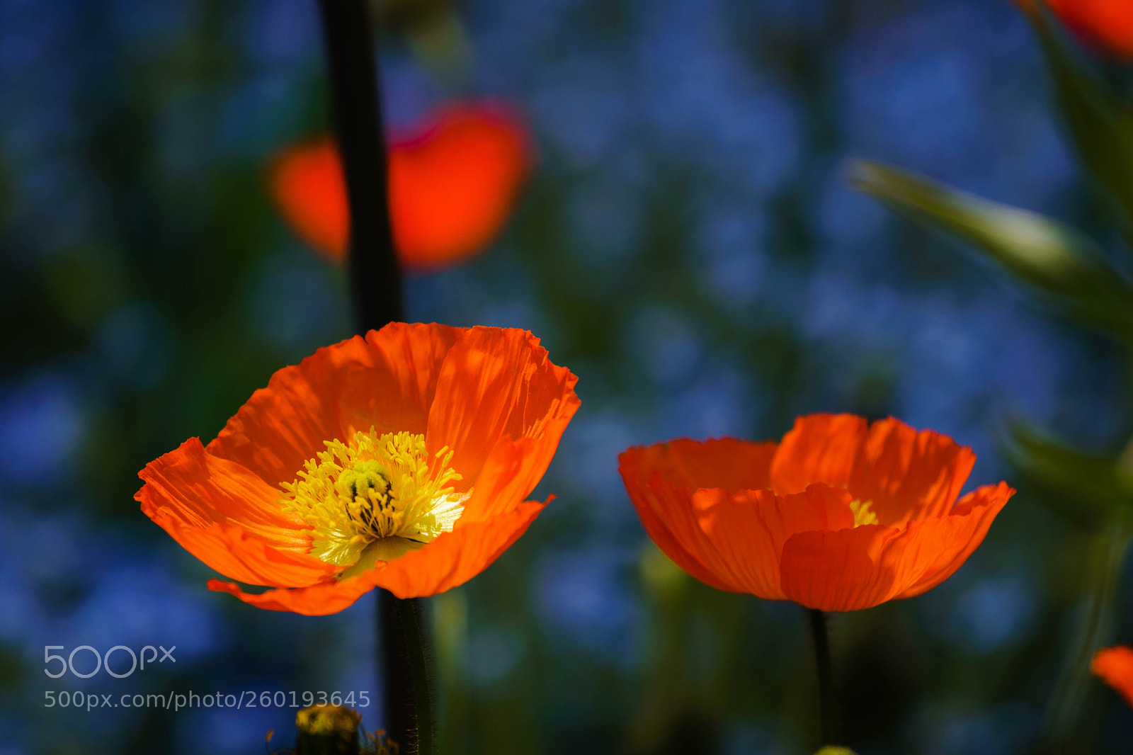 Sony a6300 sample photo. Spring flowers i photography