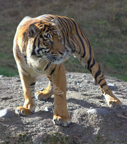 Canon EF 75-300mm f/4-5.6 sample photo. Tiger, tiger photography