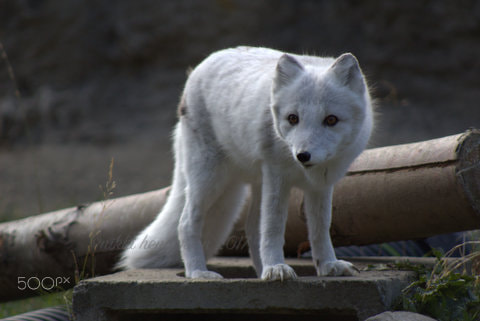 Canon EOS 100D (EOS Rebel SL1 / EOS Kiss X7) + Canon EF 75-300mm f/4-5.6 sample photo. Arctic fox photography