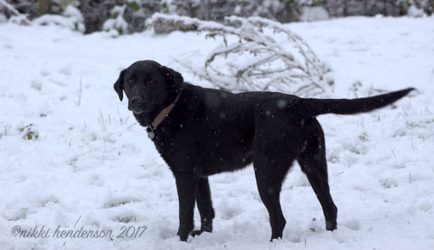 Canon EF 75-300mm f/4-5.6 sample photo. Lola photography
