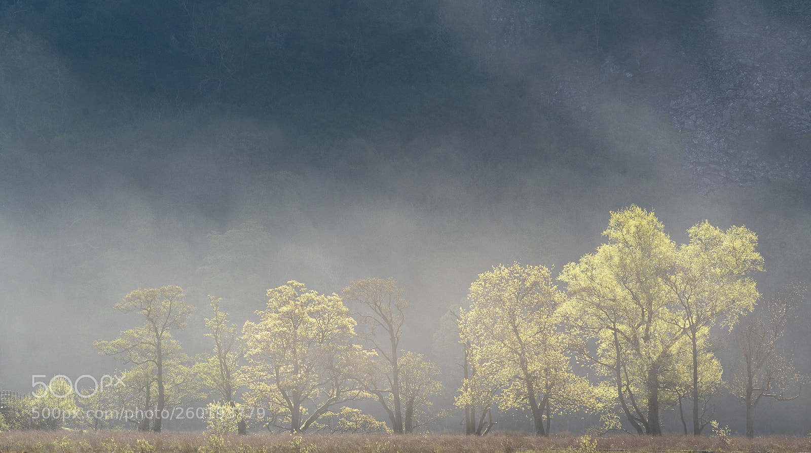 Sony a7R III sample photo. Misty trees photography
